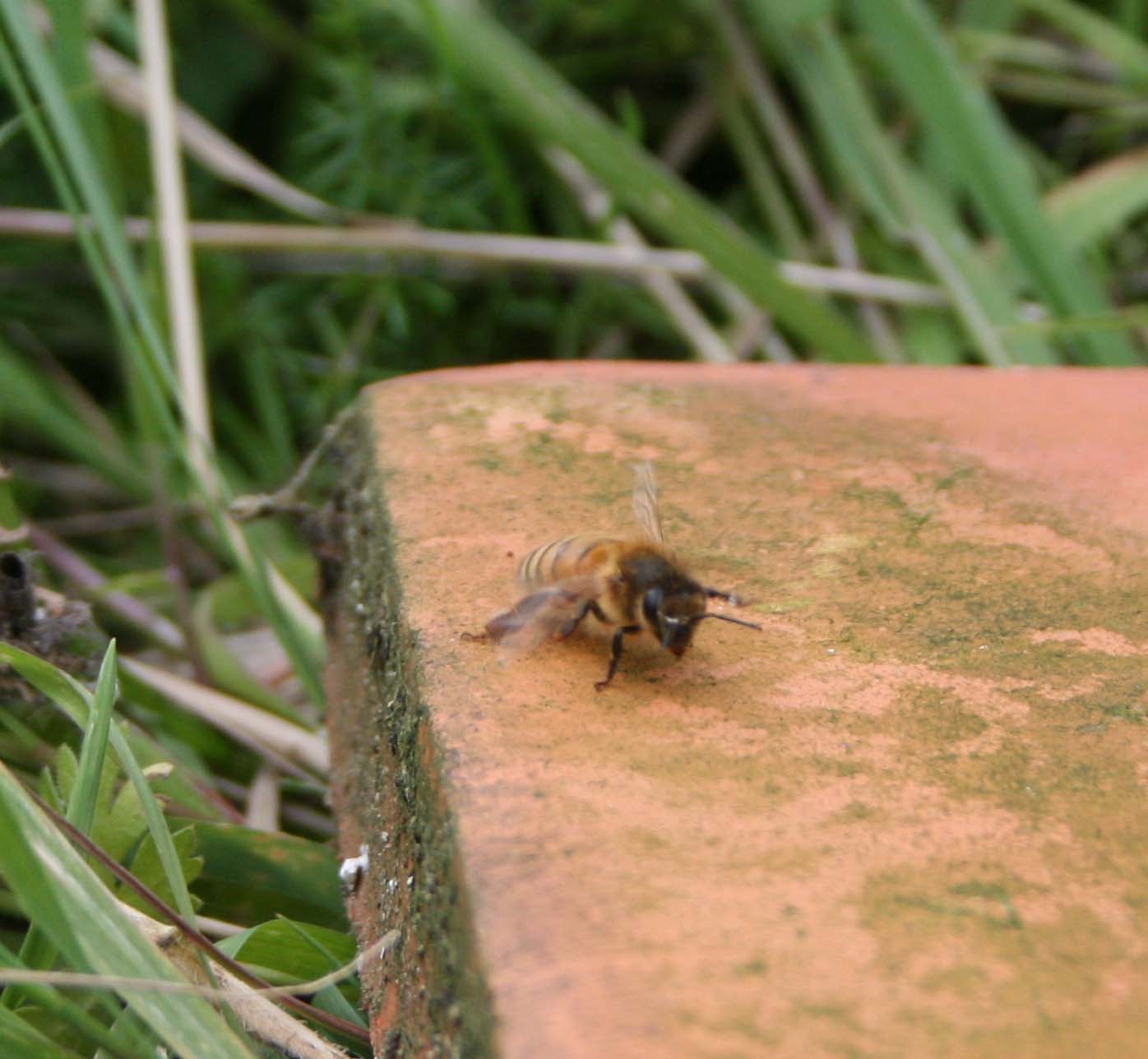 wasps-attacking-bees 044a.jpg